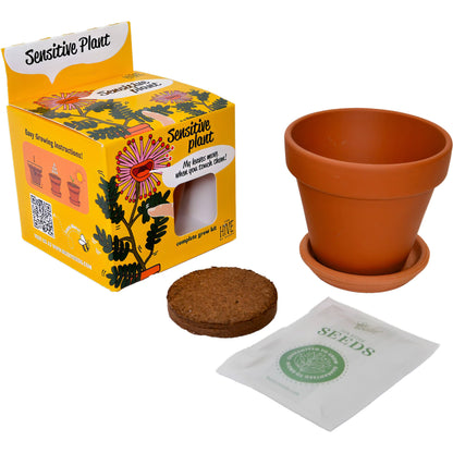 Sensitive Plant Grow Kit – Exotic Indoor Gardening Gift